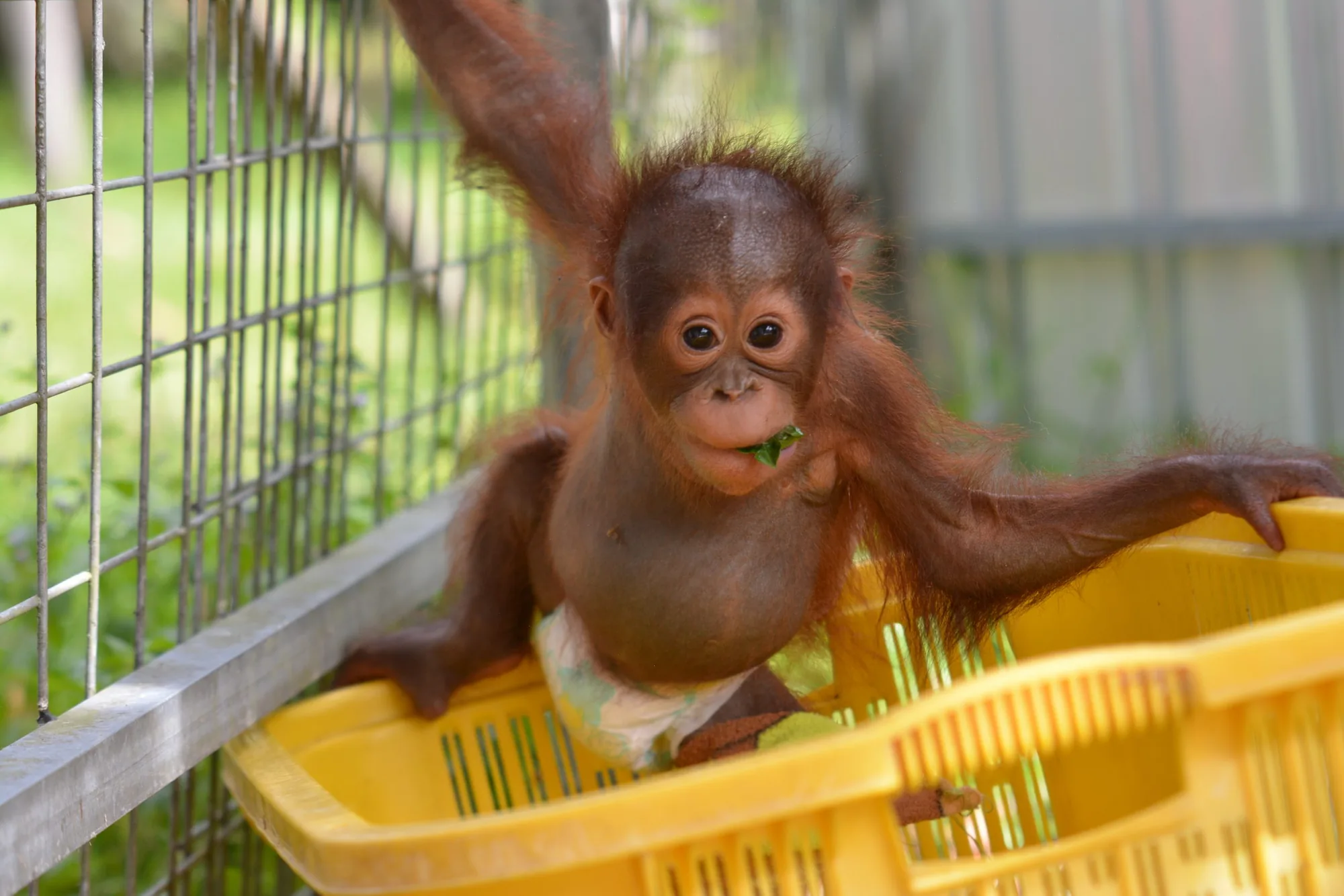 Onyer climbing out of a yellow basket