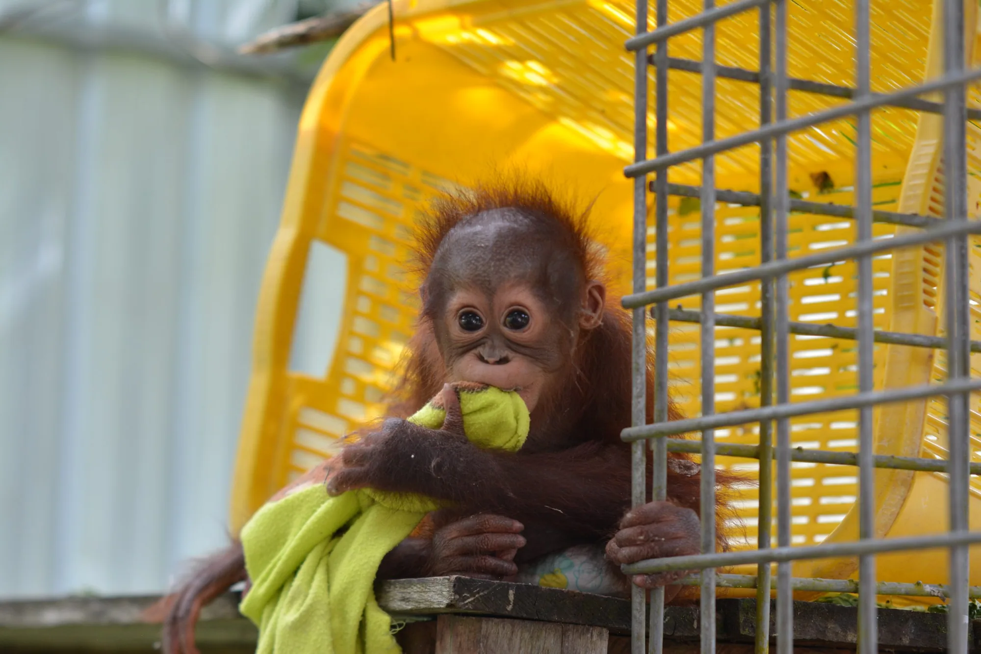 Onyer sitting in a yellow basket, chewing a green towel