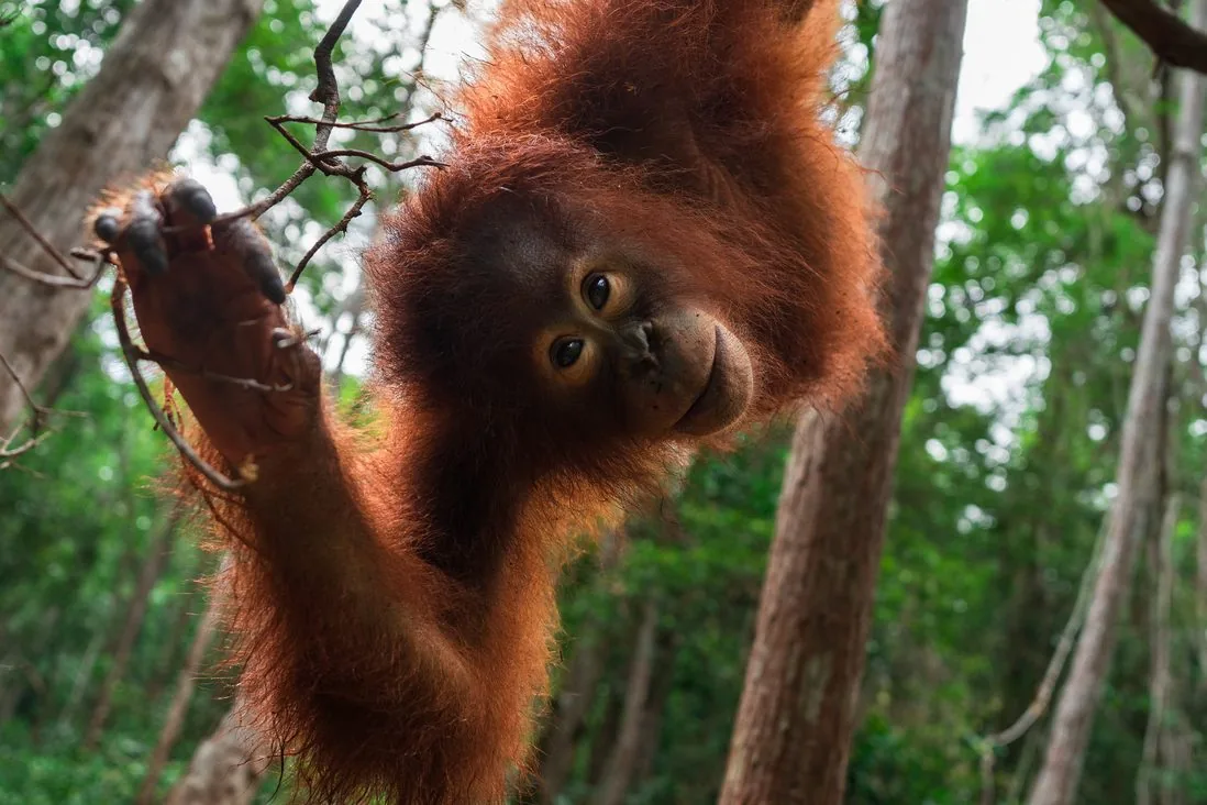 A young orangutan reaching out from the branches of the forest
