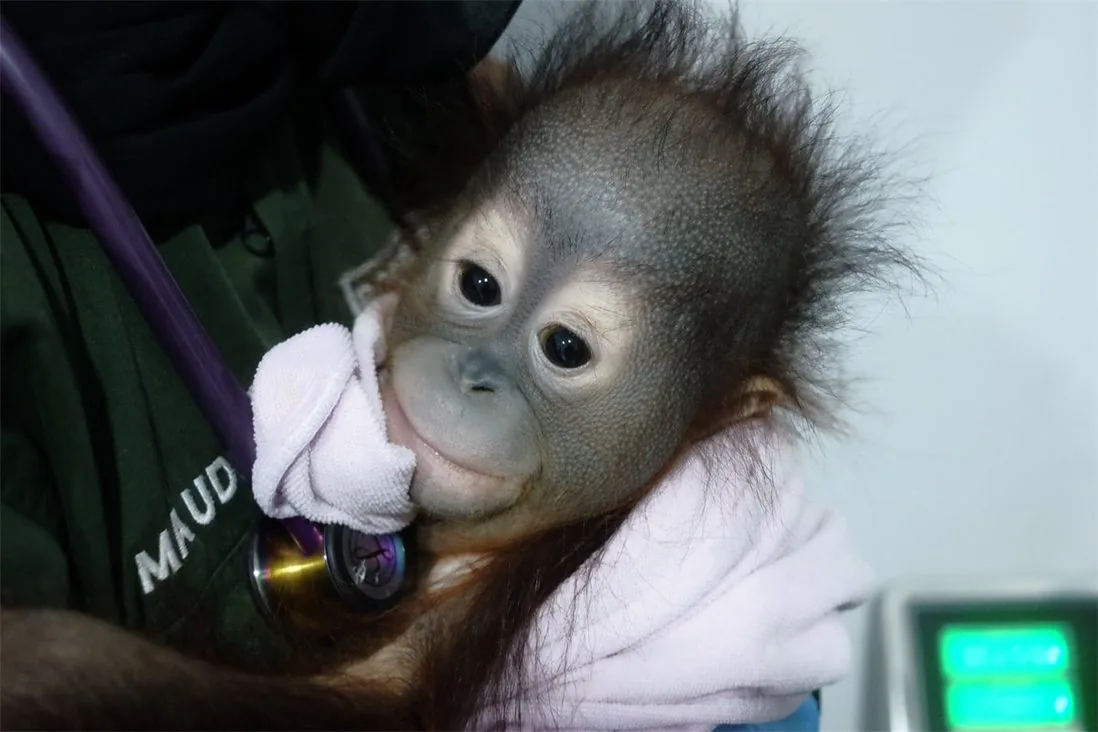 A baby orangutan wrapped in a towel while a vet listens with a stethoscope